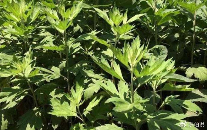 蚊子最怕的3種花，香味獨特隨便養，夏天蚊子不敢來