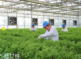 冰草為什么酸？生物質驅蟲劑的新選擇